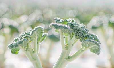 Extreme macro of young broccoli sprouts with dew droplets in bright high-key daylight and soft green bokeh.