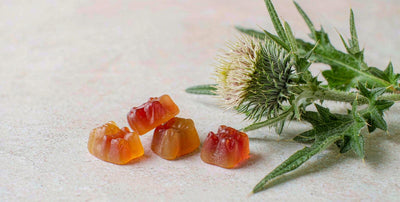 A macro view of supplement gummies beside a sprig of milk thistle on a light surface in soft daylight