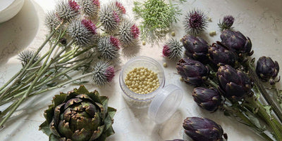 Dried milk thistle and artichoke botanicals around a clear supplement jar on a counter