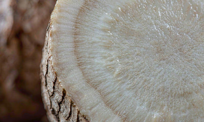 Macro cross section of a fresh burdock root showing pale rings and fine fibres