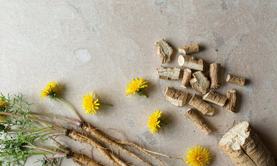 Top-down flat lay of fresh dandelion roots, dried root slices and yellow dandelion flowers on pale stone