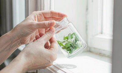 Fair-skinned hands lifting a clear glass jar of fresh greens on a bright windowsill, no face in frame.