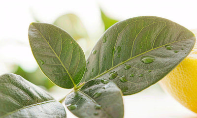 Macro view of fresh green leaves and water droplets on a bright airy kitchen counter
