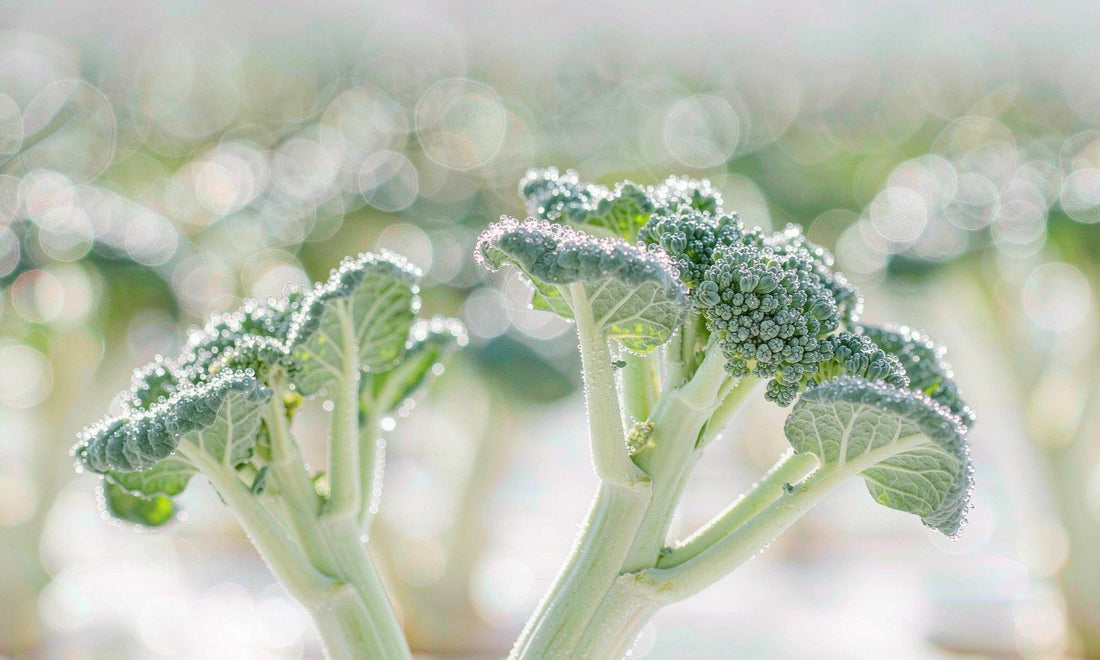 Extreme macro of young broccoli sprouts with dew droplets in bright high-key daylight and soft green bokeh.