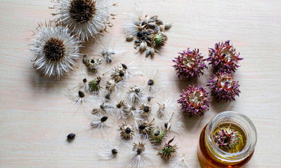 Overhead flat lay of dried milk thistle seeds and purple flower heads beside a small amber jar