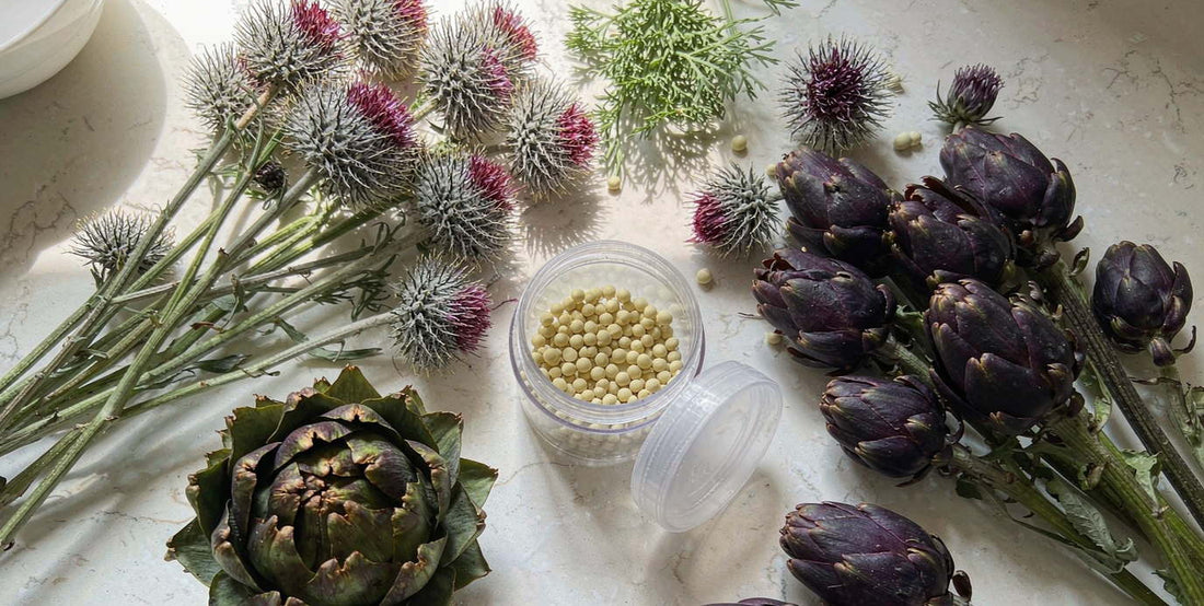 Dried milk thistle and artichoke botanicals around a clear supplement jar on a counter
