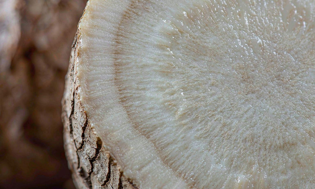 Macro cross section of a fresh burdock root showing pale rings and fine fibres